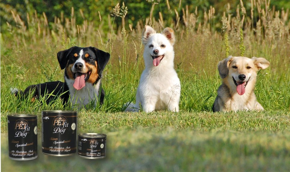 Drei Hunde sitzen auf einer Wiese neben PETfit-Dosen.